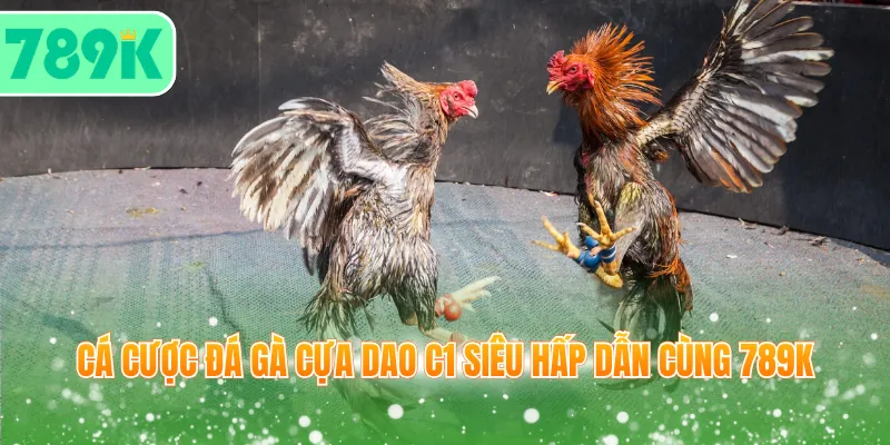 Cá cược đá gà cựa dao C1 siêu hấp dẫn cùng 789K