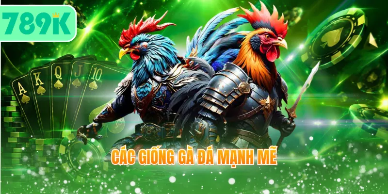 Các giống gà đá mạnh mẽ