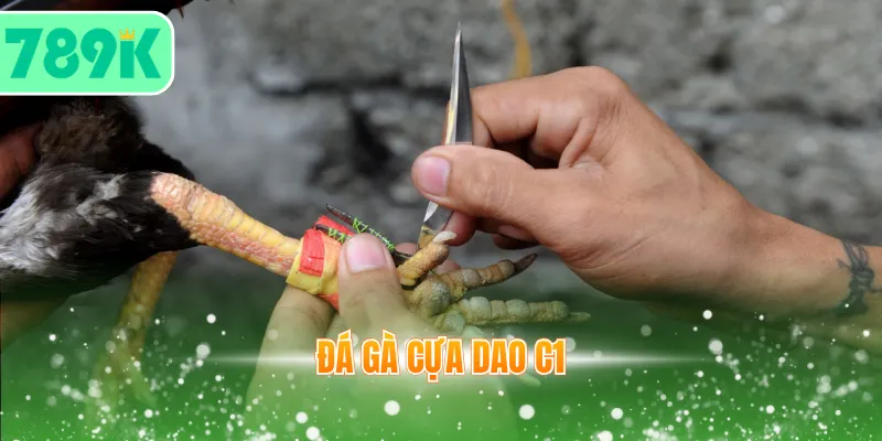 Đá gà cựa dao C1